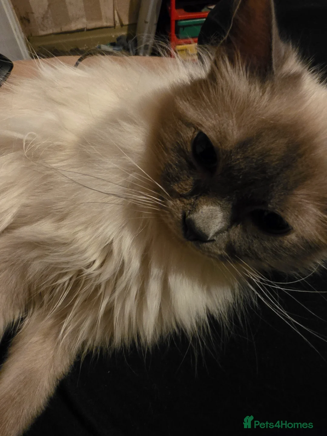 Ragdoll cats for sale: Gorgeous ragdoll kittens  - Advert 2