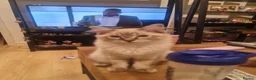 Ragdoll cats for sale: Pure breed Ragdoll  - Advert 4
