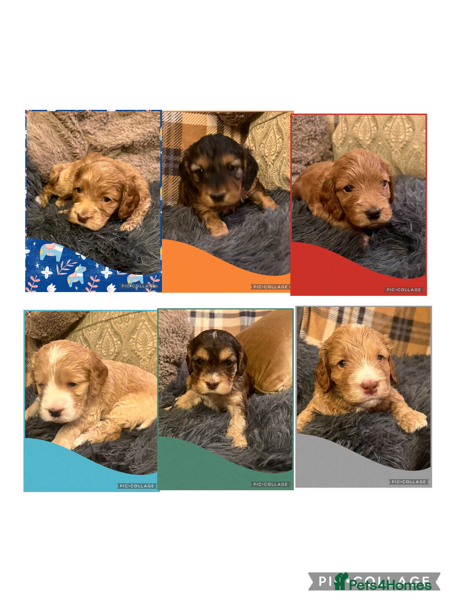 Cockapoo dogs Beautiful F1 Cockapoos DNA health tested parents.  - Advert 2