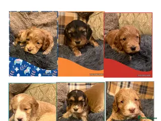 Cockapoo dogs Beautiful F1 Cockapoos DNA health tested parents. - Advert 2