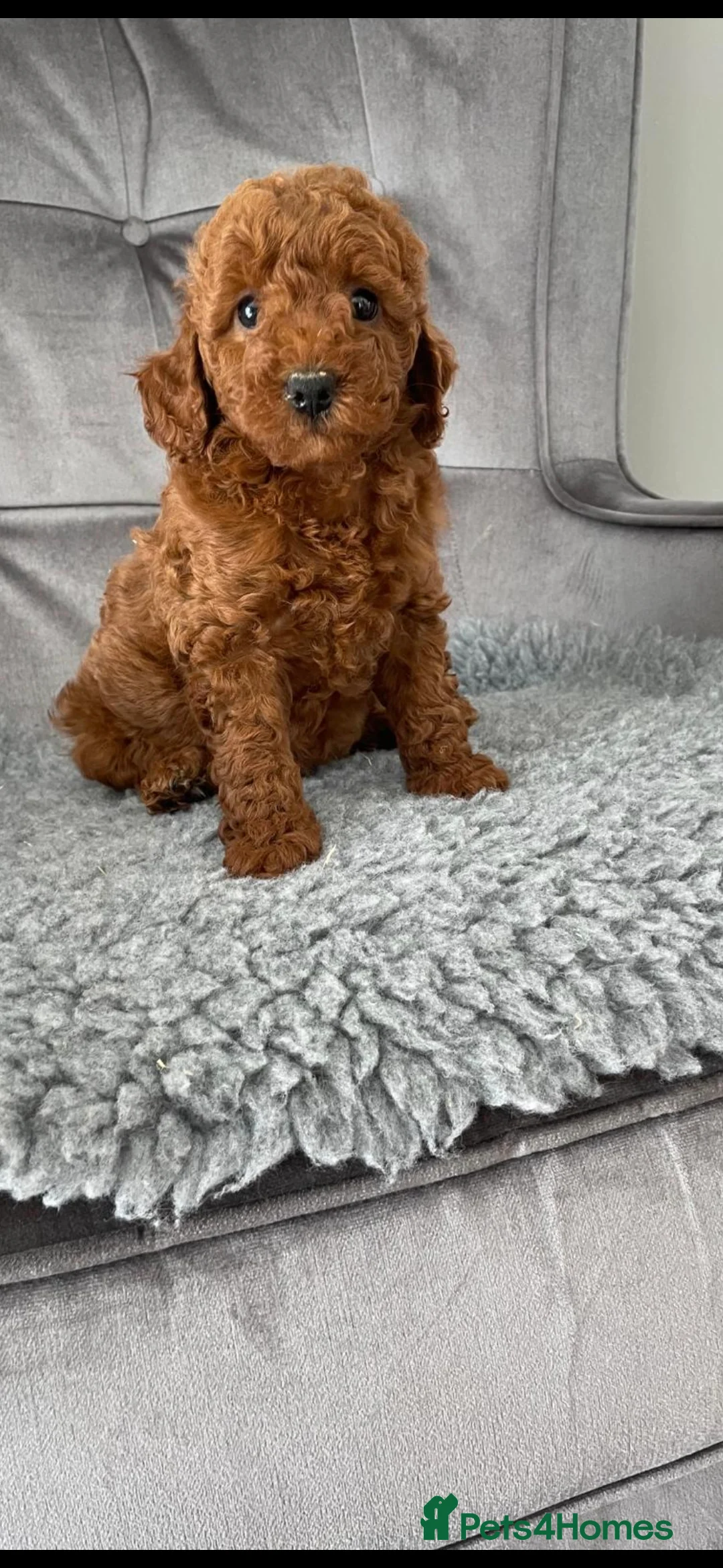 Miniature Poodle dogs for stud: EXTENSIVELY HEALTH TESTED POODLE FOR STUD - Advert 2