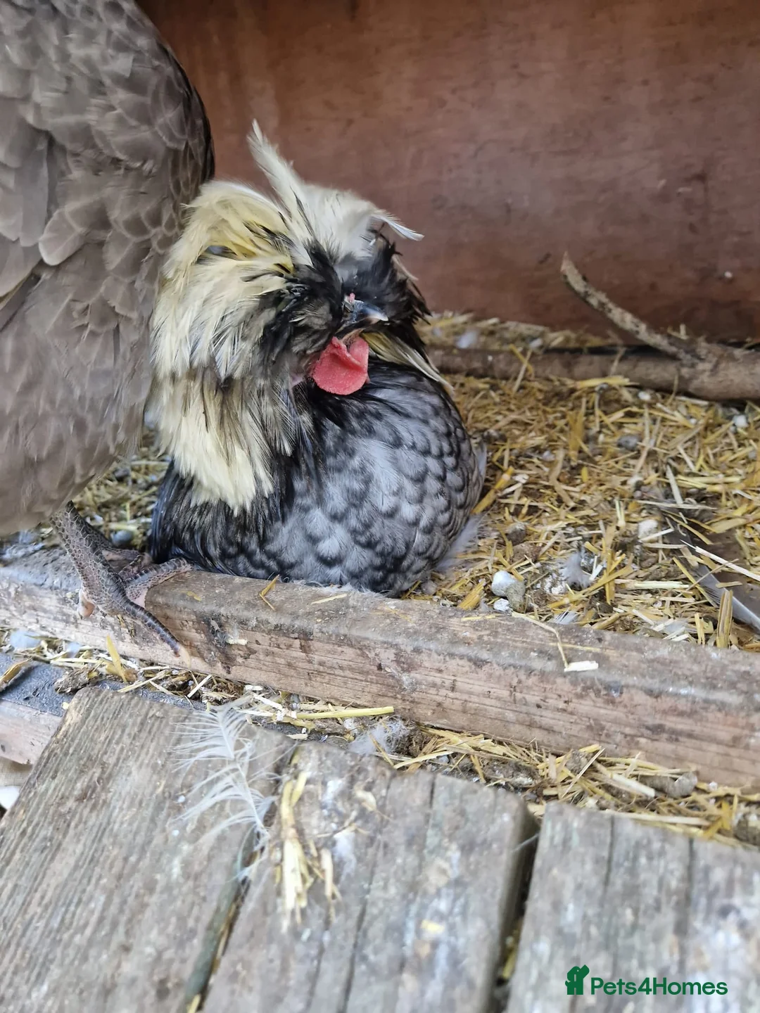 Mixed Breed livestock for sale: Belgian cottontop cockerels needing good home - Advert 2