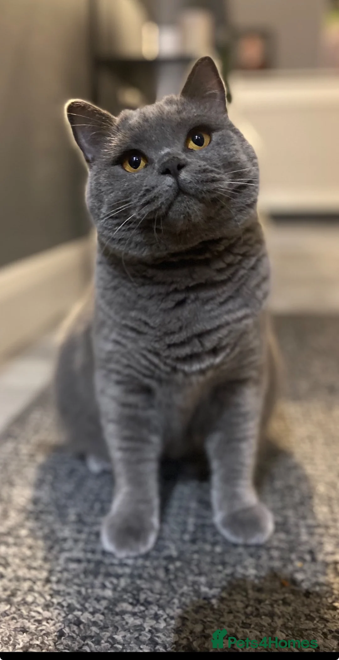 British Shorthair cats for sale: British shorthair  in Gravesend - Advert 2