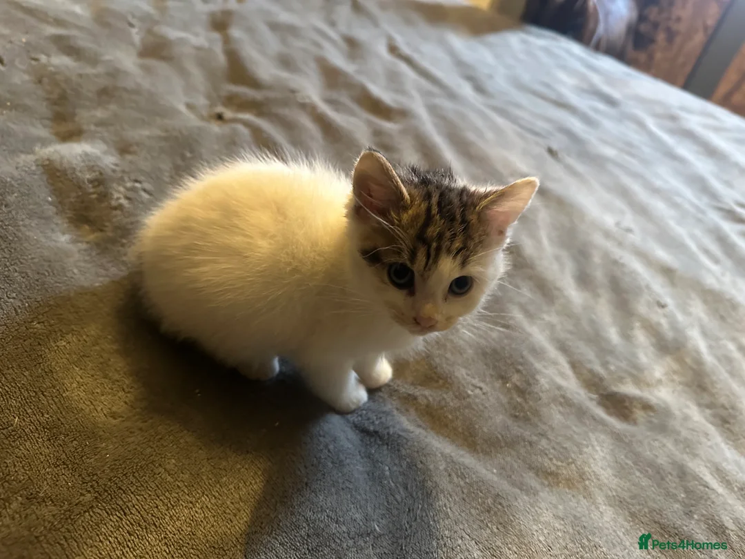 Mixed Breed cats for sale: Playful kitten ready to find a home (9 weeks) - Advert 15