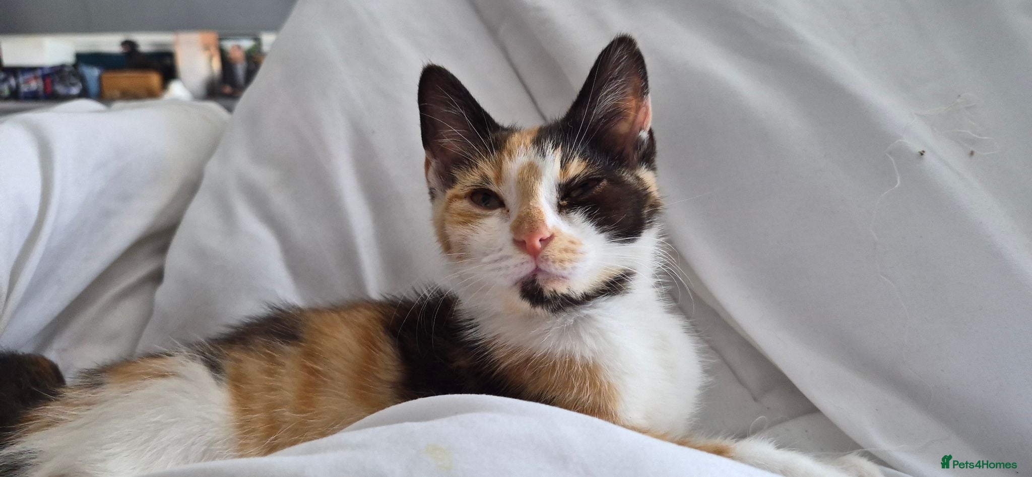 Mixed Breed cats Tabby kitten  - Advert 4