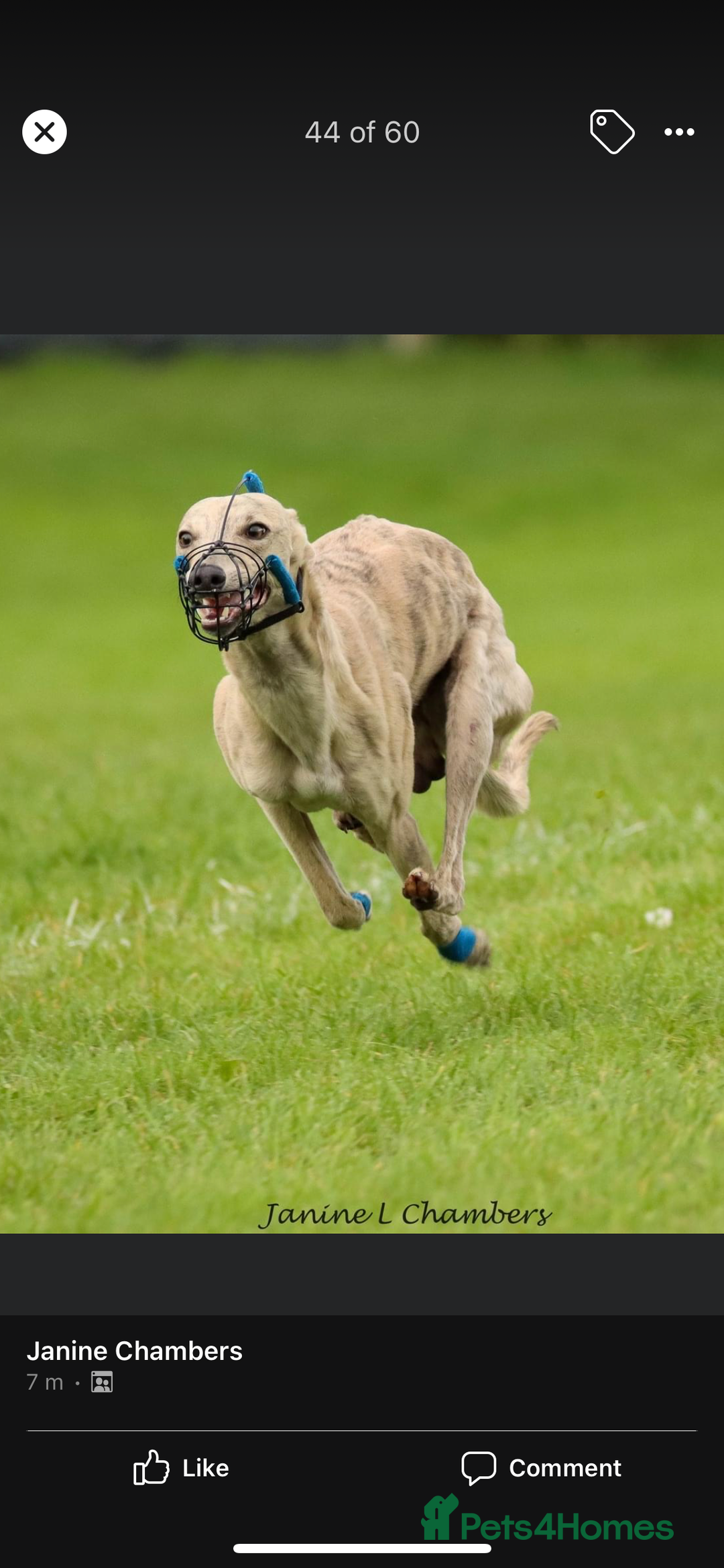 Whippet dogs for stud: KC Registered Blue Brindle for stud in Barnsley - Advert 10