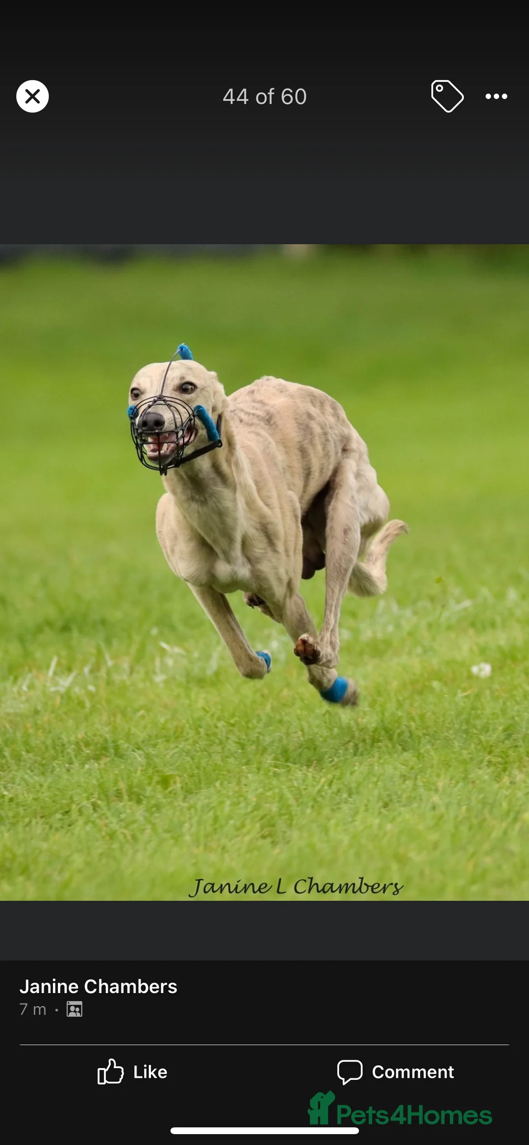 Whippet dogs for stud: KC Registered Blue Brindle for stud in Barnsley - Advert 10