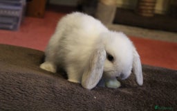 Mini Lop rabbits for sale: Baby mini lop rabbits - Image 8