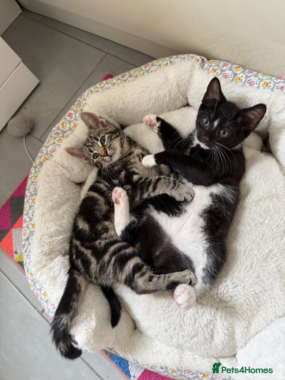 Mixed Breed cats Available Now! 2 Kittens tabby stripe tuxedo cats  - Advert 3
