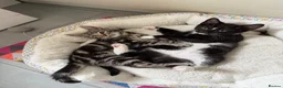 Mixed Breed cats for sale: Available Now! 2 Kittens tabby stripe tuxedo cats  - Advert 1
