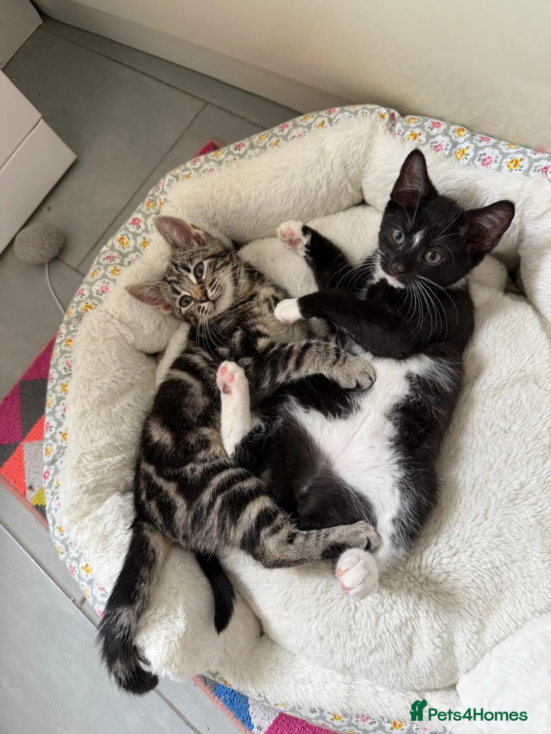 Mixed Breed cats for sale: Available Now! 2 Kittens tabby stripe tuxedo cats  - Advert 1