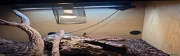 Corn Snake reptiles for sale: Corn Snake with full set up. - Advert 5
