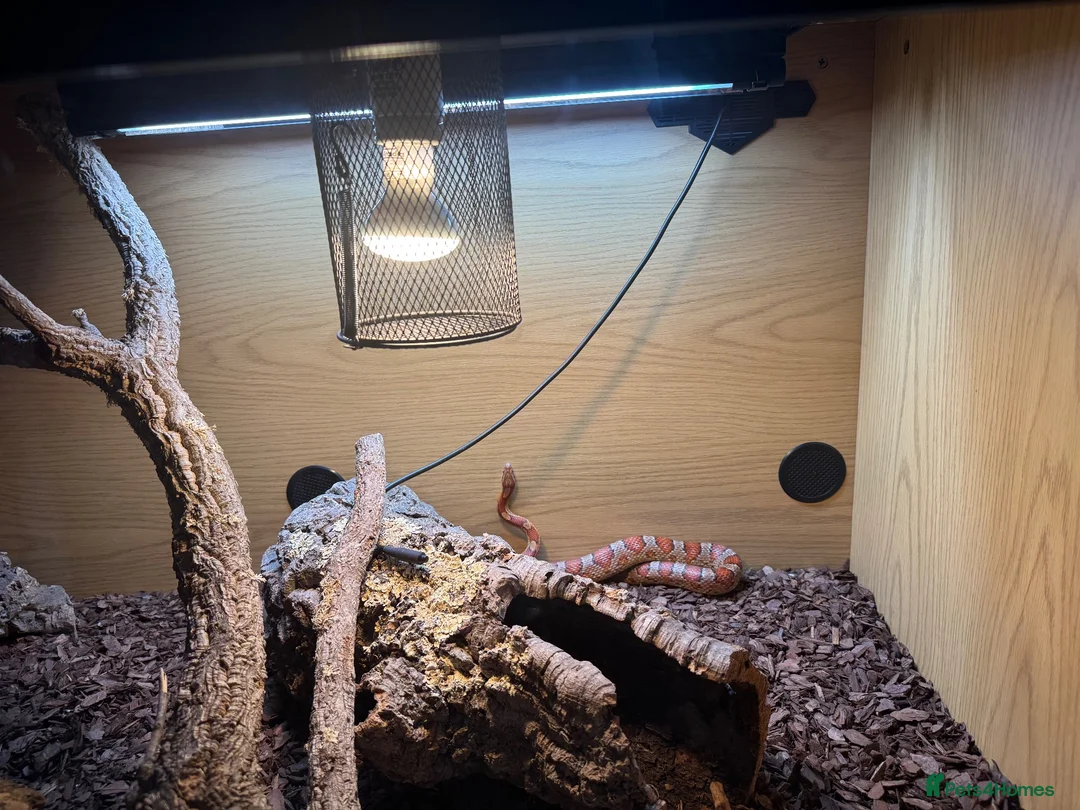 Corn Snake reptiles for sale: Corn Snake with full set up. - Advert 5