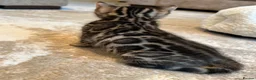Bengal cats for sale: ❤️ Stunning Pure Bengal Kittens ❤️ - Advert 29