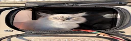 Siberian cats for sale: 🏆Champion line Kitten rehome - Advert 3