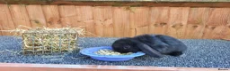 Mini Lop rabbits for sale: Mini lops 2 males - Advert 19