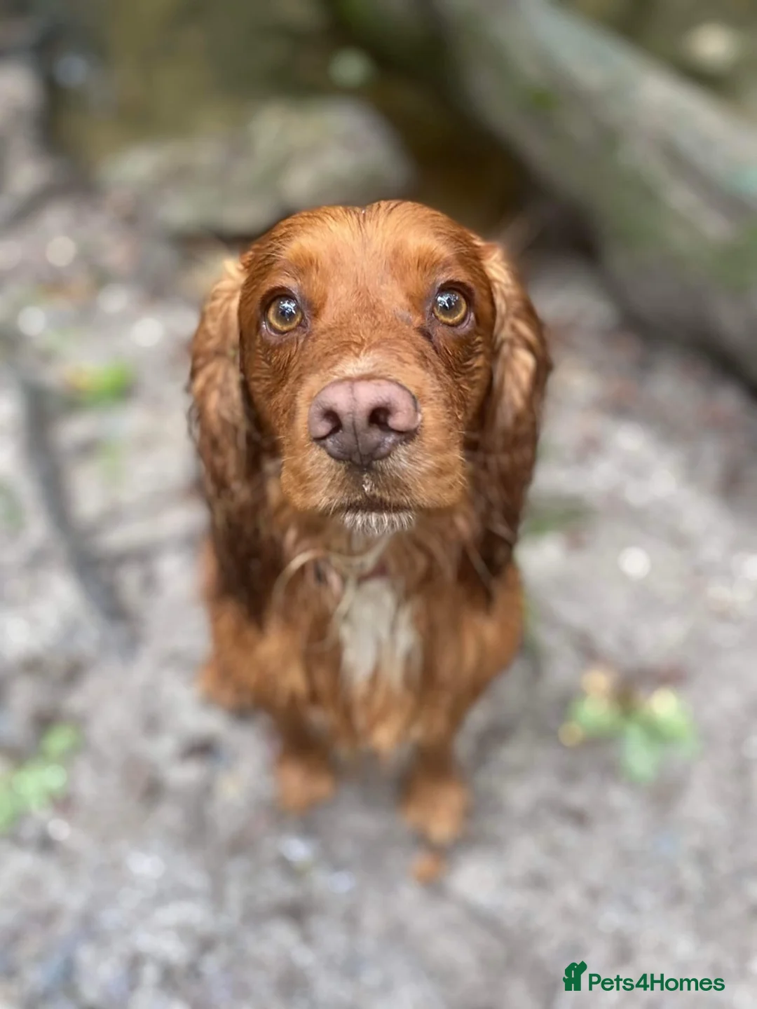 Cocker Spaniel dogs for stud: Gorgeous Red Cocker Spaniel Stud in Saint Austell - Advert 3
