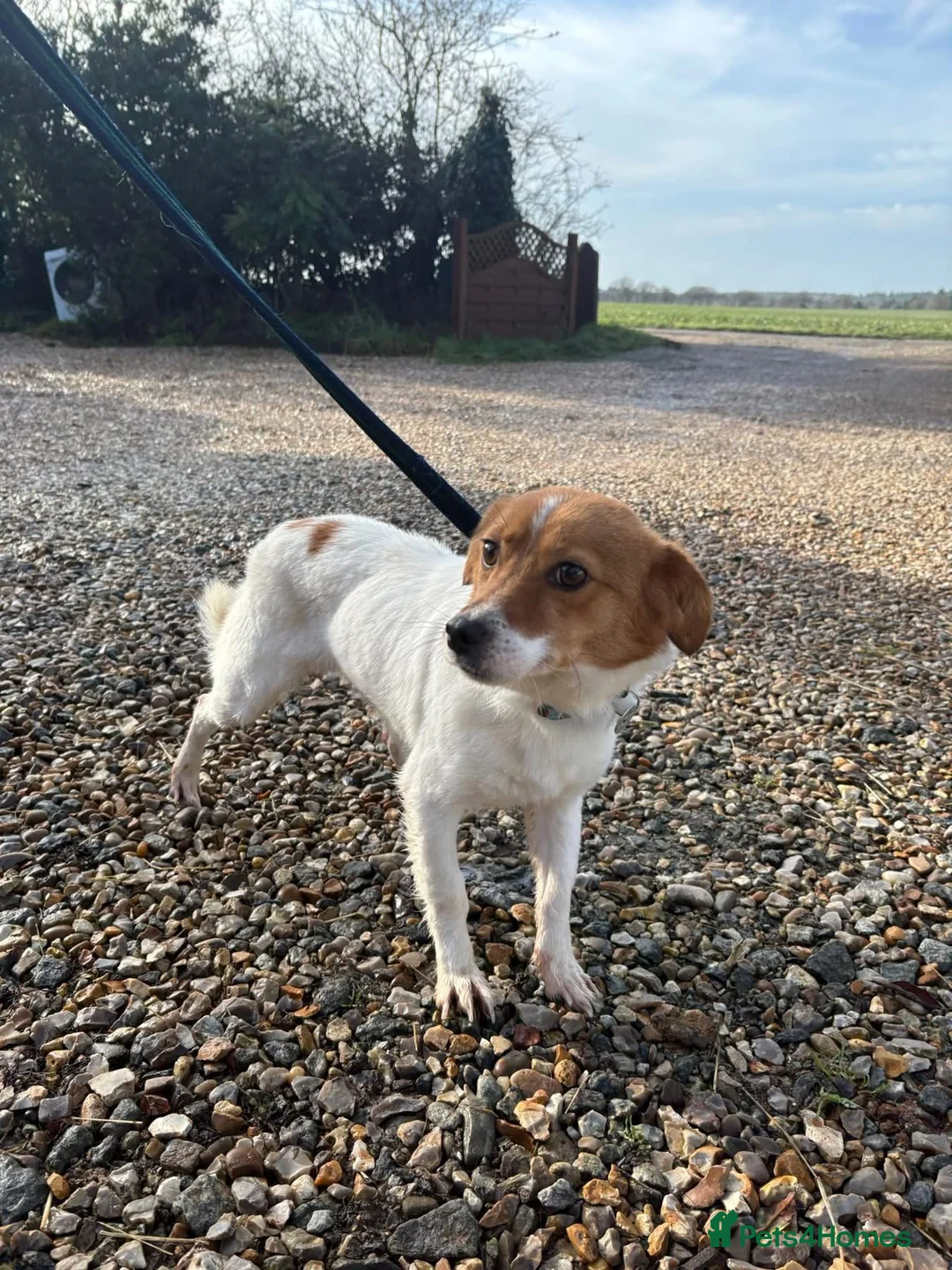 Mixed Breed dogs for adoption: Salt - Norwich Norfolk  - Advert 17