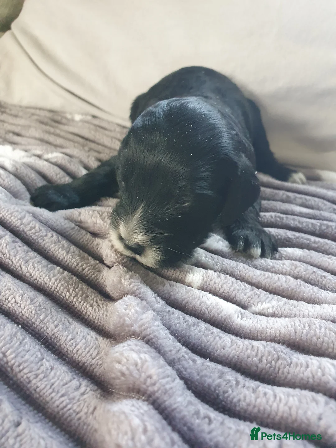 Cockapoo dogs for sale: cockapoo f1b puppies - Advert 10