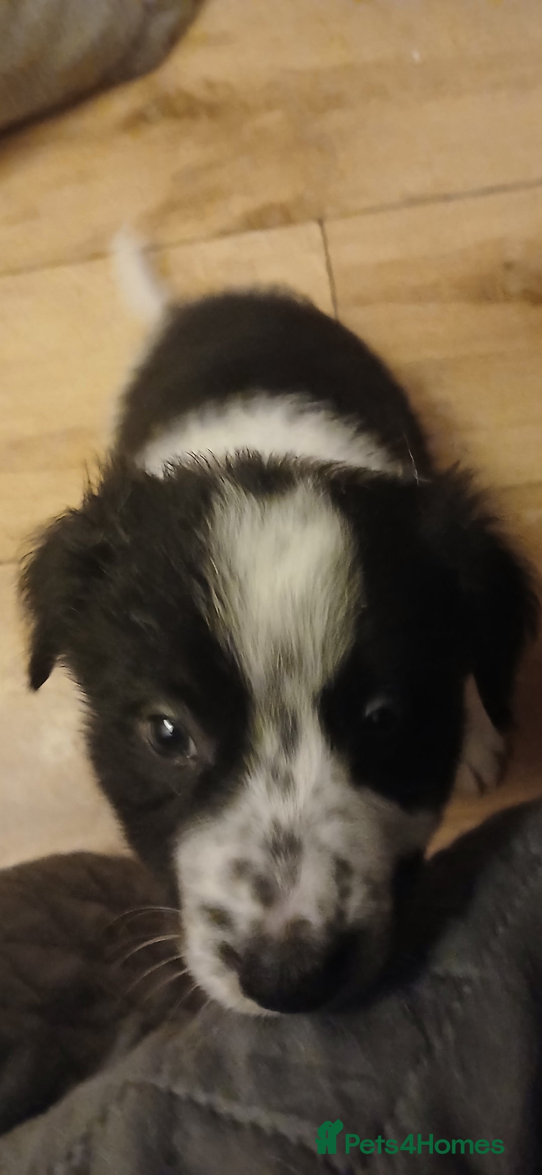 Border Collie dogs for sale: My babies  - Image 20