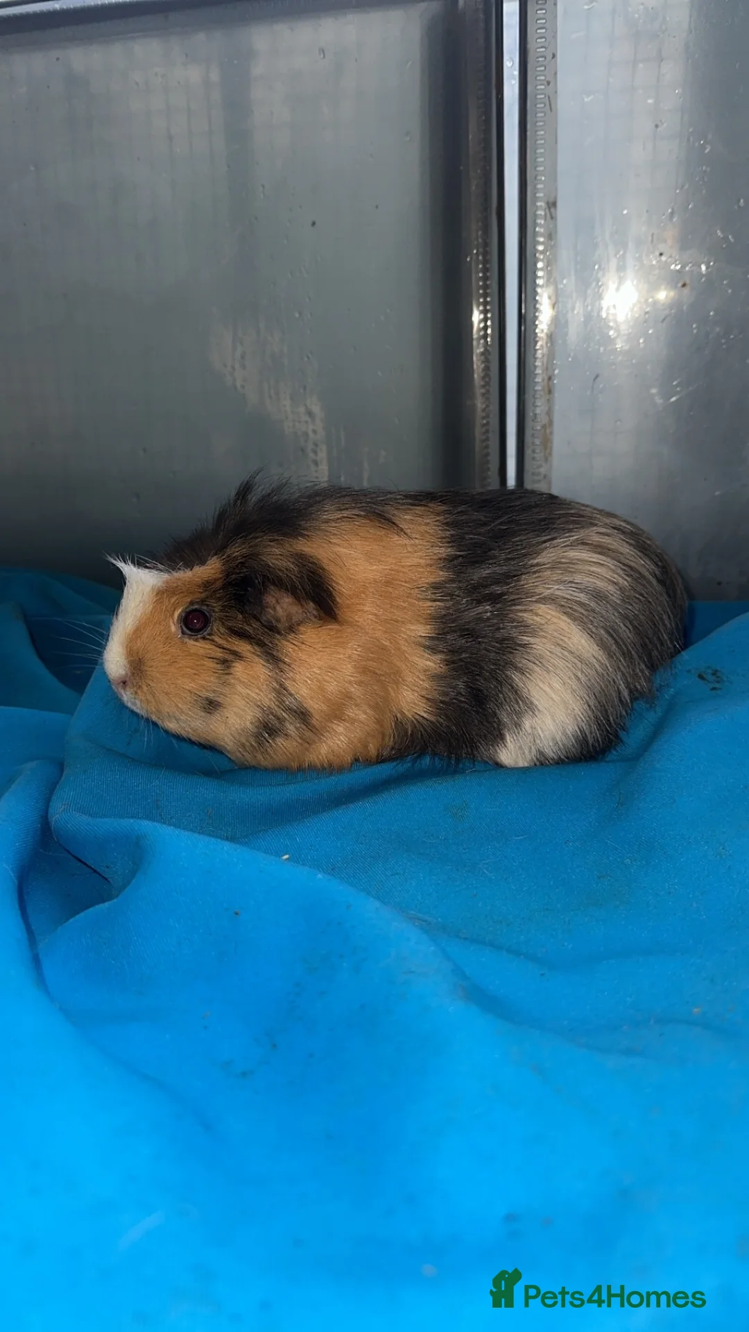 Guinea Pig rodents for sale: Guniea pigs  - Advert 6