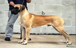 Great Dane dogs for sale: Primus Great Danes - Image 3