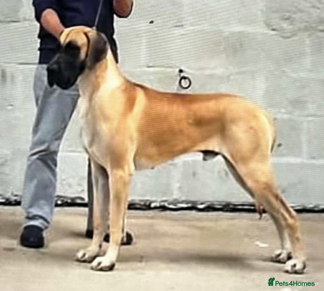 Great Dane dogs for sale: Primus Great Danes - Image 3