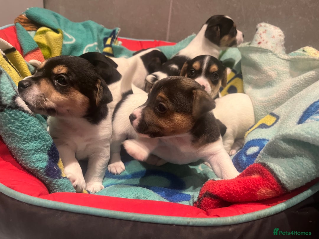 Mixed Breed dogs for sale: First litter of 7 Jack Russel puppies  - Advert 21