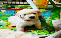 Golden Retriever dogs for sale: 8 Outstanding Chunky Cream Golden Puppies  - Image 10