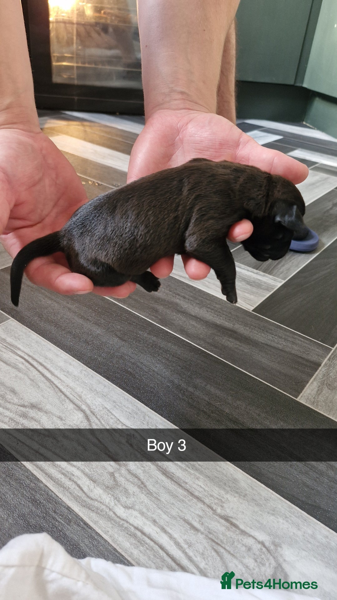 Mixed Breed dogs for sale: Staffie bullweiler puppies  - Image 7