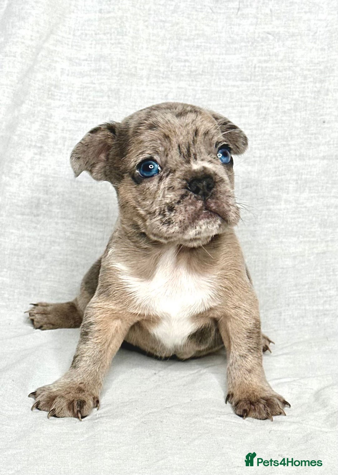 French Bulldog dogs for sale: Stunning fluffy Frenchies ready to leave now  - Advert 13