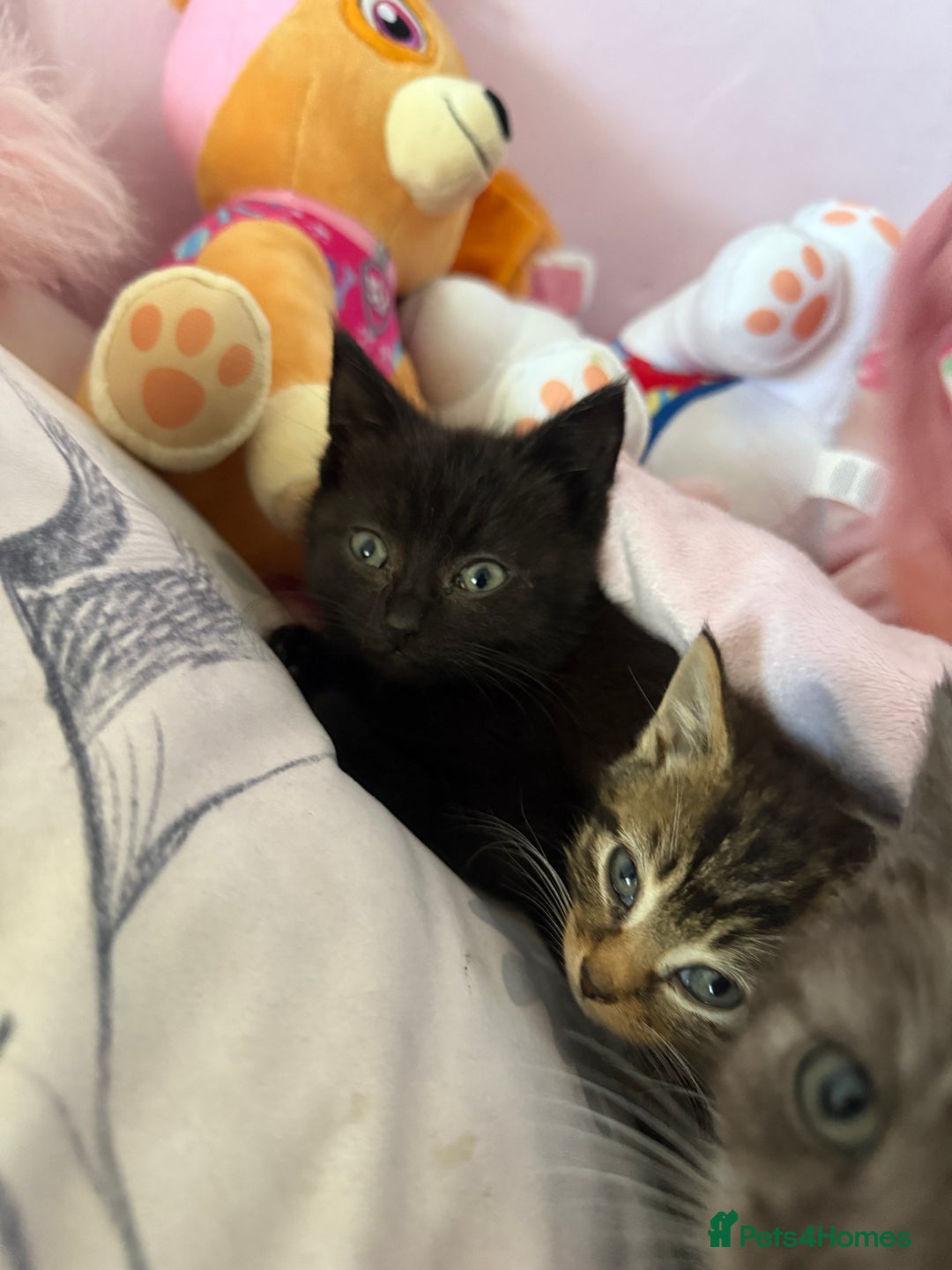 Mixed Breed cats for sale: 2 male kittens - Advert 2