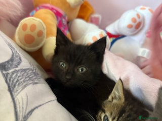 Mixed Breed cats 1 black male kitten - Advert 2