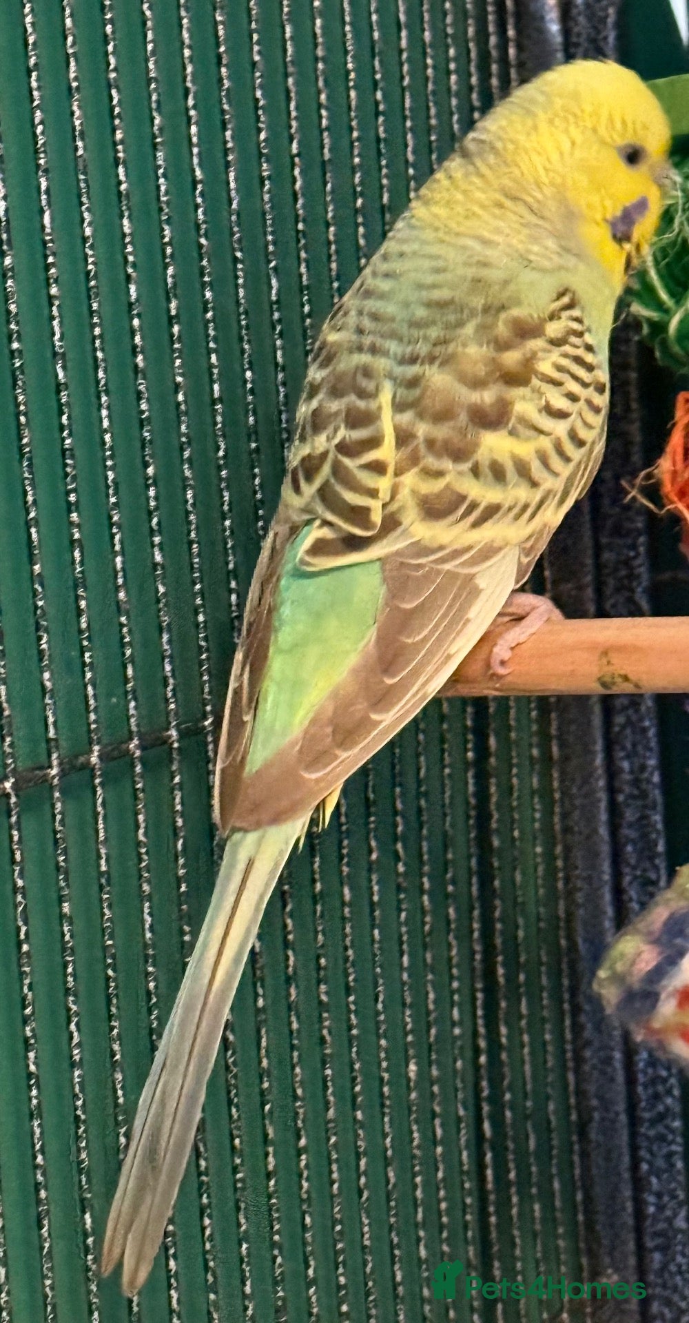 Budgerigars birds Young budgies indoor raised   Runcorn wa7   - Advert 2