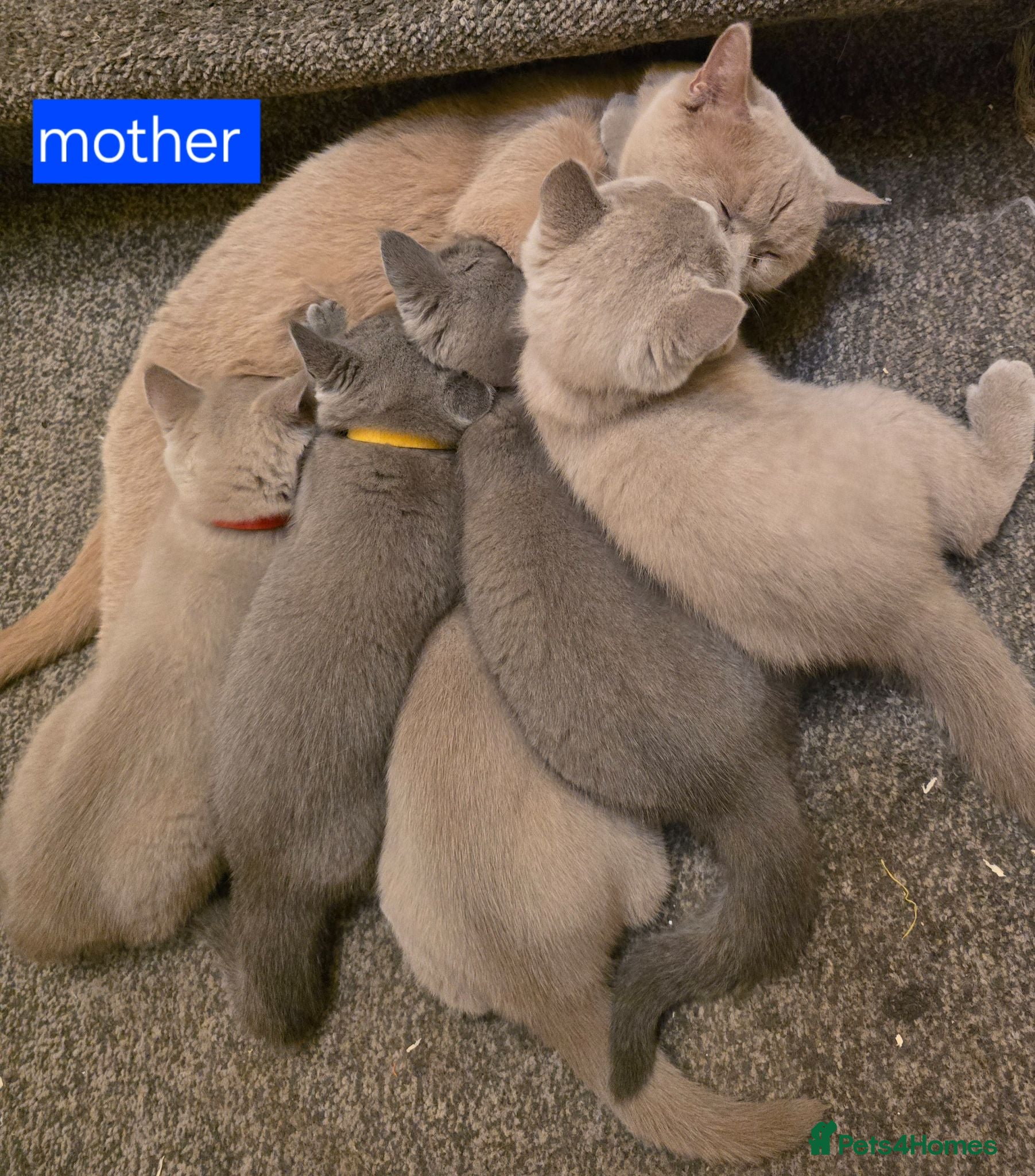 British Shorthair cats for sale: GCCF Active Parents- 6 British Shorthair Kittens - Advert 1