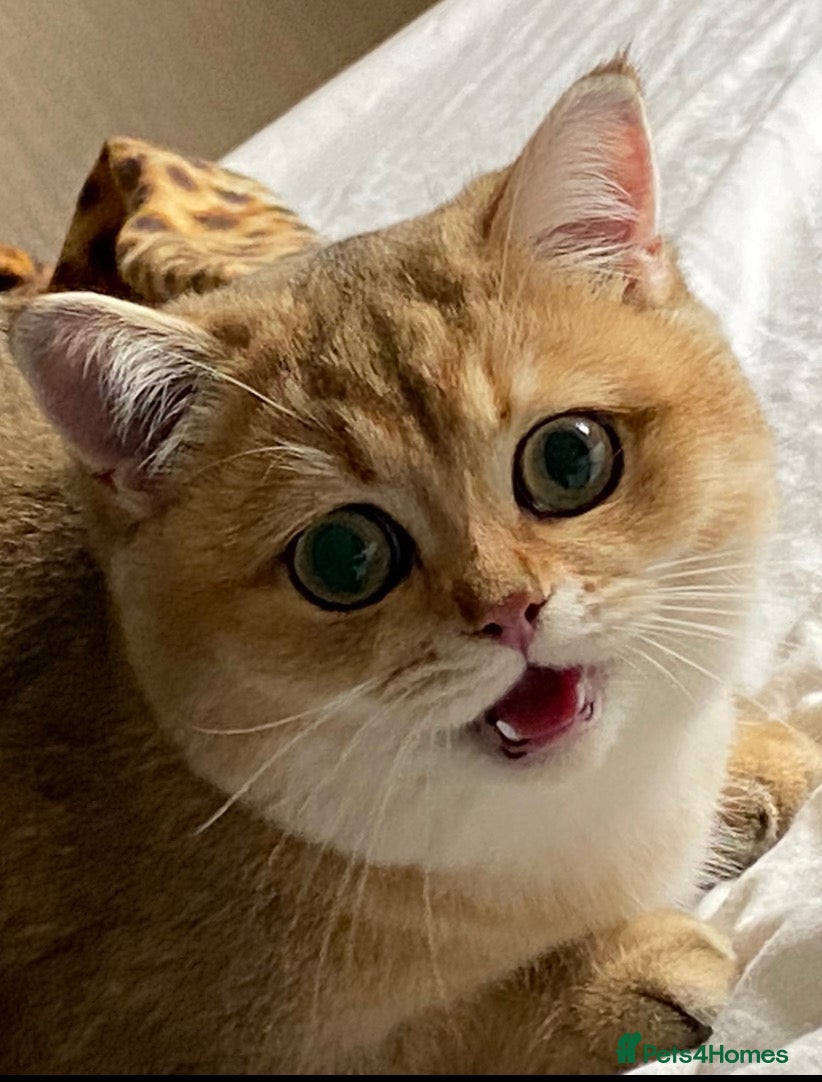 British Shorthair cats Golden Brit Female Cat- Looking for a Loving Home - Advert 1