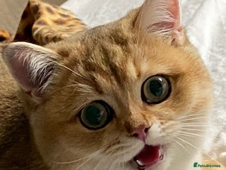 British Shorthair cats Golden Brit Female Cat- Looking for a Loving Home - Advert 1