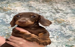 Miniature Dachshund dogs for sale: Available puppies at DELLM DAXIES 🐶 - Image 13