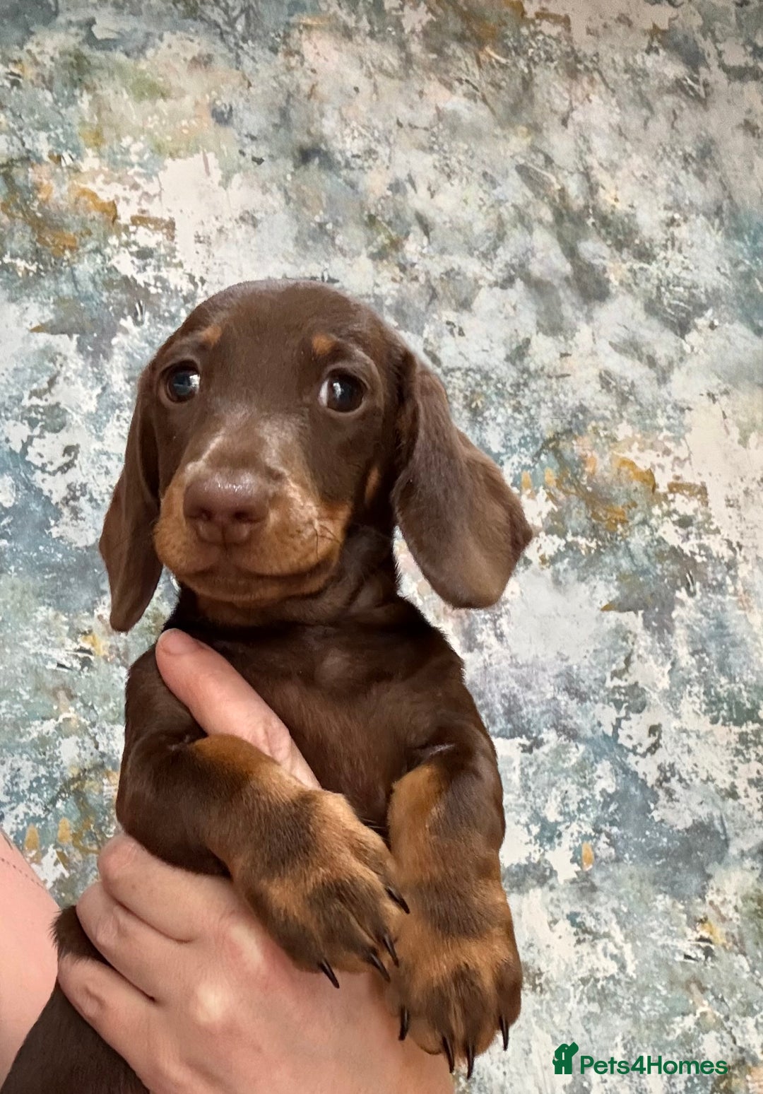 Miniature Dachshund dogs for sale: Available puppies at DELLM DAXIES 🐶 - Image 13