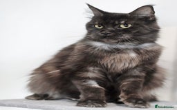 Maine Coon cats for sale: Maine coon girl finding new home - Image 3