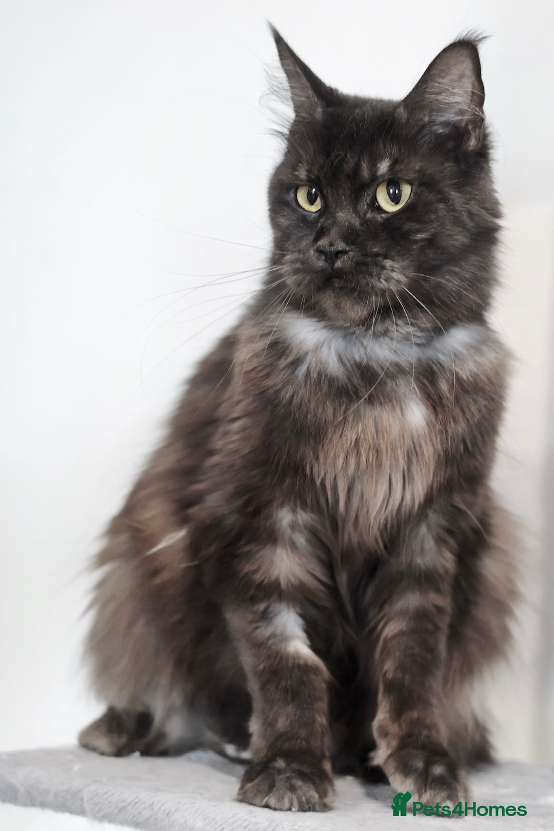 Maine Coon cats for sale: Maine coon girl finding new home - Image 3