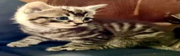 Mixed Breed cats for sale: ORIENTAL BENGAL X ASIAN MAU KITTENS 1 BOY 1 GIRL in Clacton-on-Sea - Advert 1