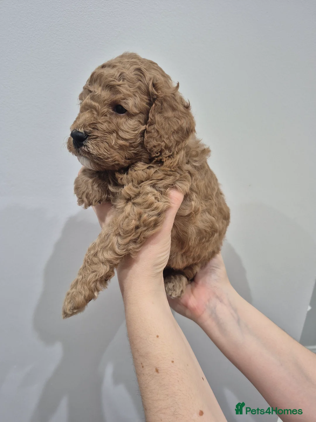 Cockapoo dogs for sale: Last boy remaining. F1B red cockapoo puppies - Advert 38
