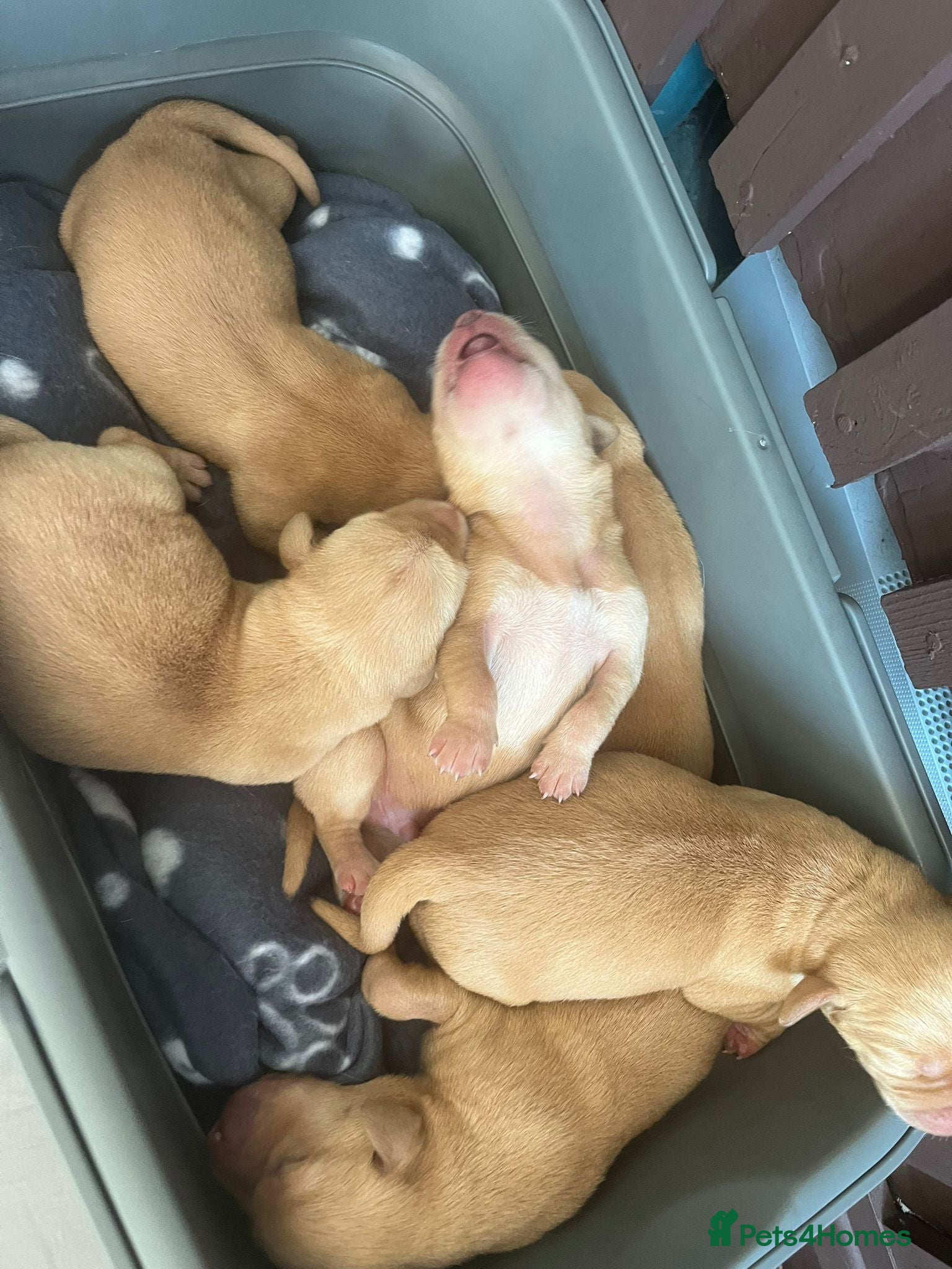 Labrador Retriever dogs for sale: 7 perfect plump little Red Labrador puppies - Advert 15