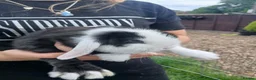 Mini Lop rabbits for sale: Mini lop boys - Advert 8