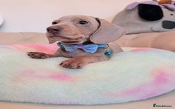 Miniature Dachshund dogs for sale: Miniature Dachshund 5 Star ⭐ Licensed Breeder - Image 17