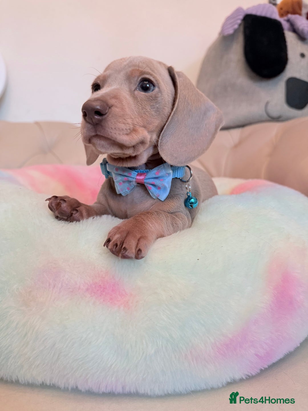 Miniature Dachshund dogs for sale: Miniature Dachshund 5 Star ⭐ Licensed Breeder - Image 17