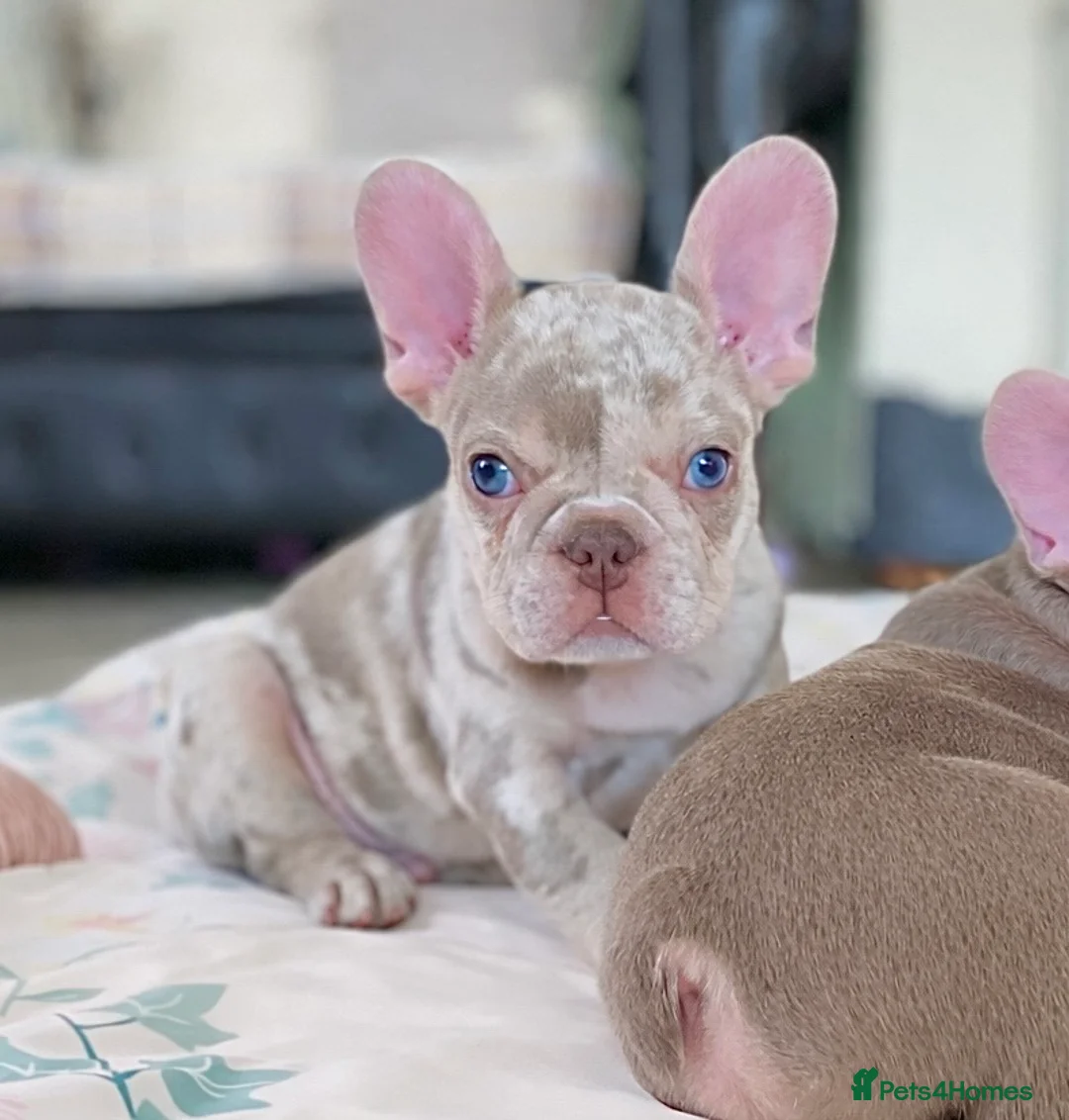 French Bulldog dogs for sale: NEWSHADE ISABELLA AND MERLE FRENCH BULLDOGS - Advert 1
