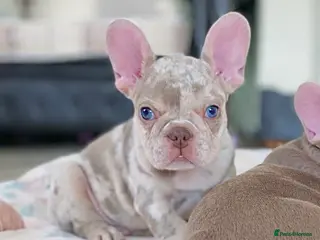 French Bulldog dogs NEWSHADE ISABELLA AND MERLE FRENCH BULLDOGS - Advert 4