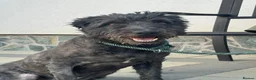 Mixed Breed dogs for adoption: Darling Bobby needs to be loved! - Advert 5